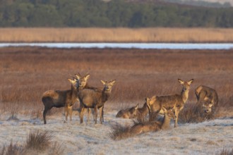 If you closely observe bald deer packs, you will notice that the red deer spewers (Cervus elaphus)