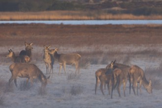 A rottier (Cervus elaphus) nibbles on the neck of its calf, which visibly enjoys this social