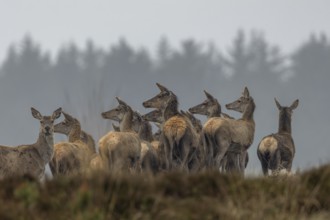 Strensely and visibly curious, the deer drudel (Cervus elaphus) watches a wolf (Canis lupus)