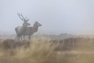 A red deer (Cervus elaphus) without a headdress, while its companion still wears both antlers, but