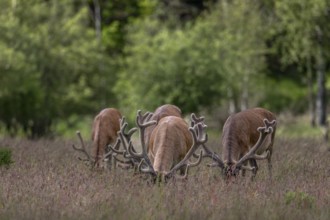 A frontal view of grazing red deer (Cervus elaphus) is an impressive sight, bastion antlers,