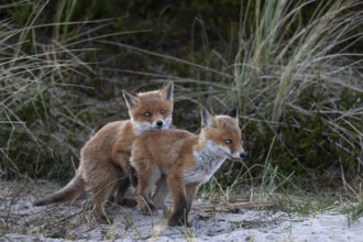 In the late evening, the activity phase of red fox pups (Vulpes vulpes) increases once again, play,