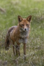 Something attracts the attention of the red fox (Vulpes vulpes), Denmark