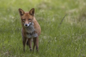 Concentrated, the red fox (Vulpes vulpes) tries to find the source of the sound, alert, skeptical,