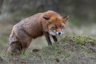 Something on the small hill attracts the interest of the red fox fähe (Vulpes vulpes), Denmark