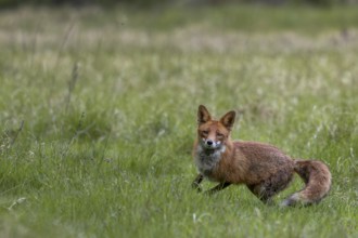 The red fox (Vulpes vulpes) reacts immediately when the squeak of a mouse is imitated, Denmark