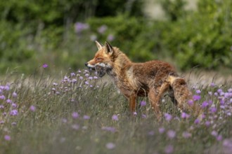 A red fox fähe (Vulpes vulpes) with a few mice in the catch, for the puppies waiting at the burrow,