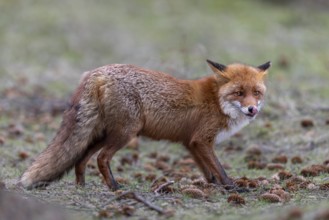 The nose is an important sensory organ for the red fox (Vulpes vulpes) and is regularly cleaned