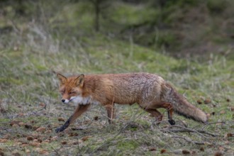 The red fox fähe (Vulpes vulpes) systematically searches for food in its territory and pays