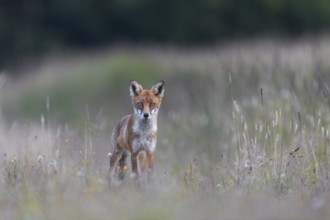 Shortly in front of, this red fox (Vulpes vulpes) tried unsuccessfully to prey on a brown hare,