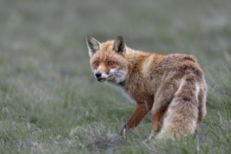 Red fox fähe (Vulpes vulpes) hunting mice, hunting, prey, Denmark