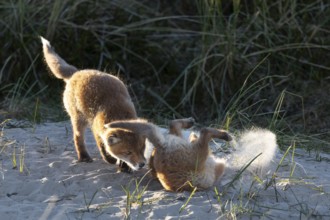 The wild scuffles between the red fox pups (Vulpes vulpes) sometimes get down to business, play,
