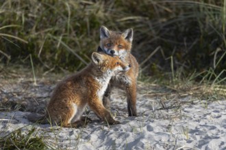 Red fox puppies (Vulpes vulpes) regularly seek close proximity to their siblings and are very