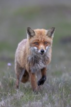 Red fox fähe (Vulpes vulpes) hunting mice, hunting, prey, Denmark