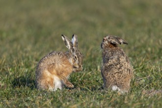 Tense peace between bumper and field hare (Lepus europaeus), mating season, batting season, Germany