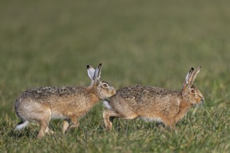 A bumper has positioned herself directly behind the female hare (Lepus europaeus) and touches her
