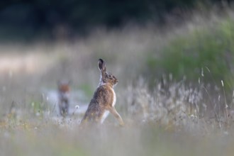 While the hare (Lepus europaeus) watches the red fox (Vulpes vulpes) at any time ready to flee, it
