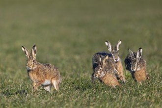 Three bums chase a female hare (Lepus europaeus) during ramming season, mating season, Germany