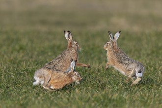 After a chase, a bumper approaches the female hare (Lepus europaeus), who stands on the hind legs