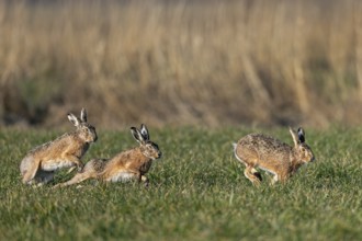 The hares (Lepus europaeus) get down to business during chases, punching, hitting and scratching,