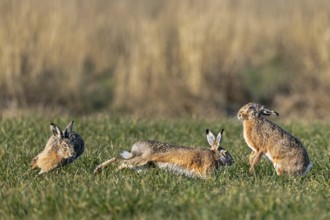 While the bumpers are circling the field hare (Lepus europaeus) in a wild hunt, she stands on the