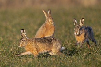 In a wild hunt, the bumpers circle the female brown hare (Lepus europaeus), who eagerly watches the