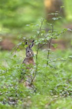 A hare (Lepus europaeus) in spring forest, spring, European beech, Schierenwald, Germany