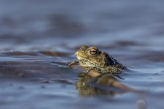 Erdkröte (Bufo bufo), Männchen, die Wellen erschweren den Erdkröten-Männchen, das Warten auf die