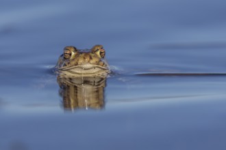 Erdkröte (Bufo bufo), Männchen wartet mit stoischer Ruhe auf das Eintreffen der Weibchen,