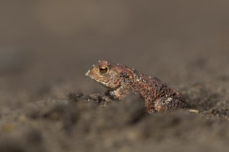 Eine einjährige Erdkröte (Bufo bufo) wagt sich am frühen Abend aus ihrem Tagesversteck und geht auf