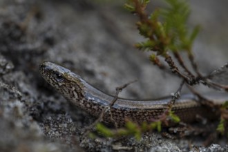 Blindschleiche (Anguis fragilis) nimmt ein Sonnenbad, Heidelandschaft, Deutschland