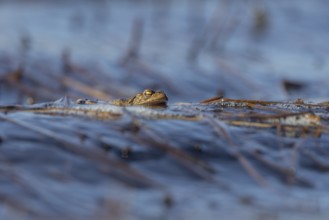 Erdkröte (Bufo bufo), Männchen, die Wellen erschweren den Erdkröten-Männchen das Warten auf die