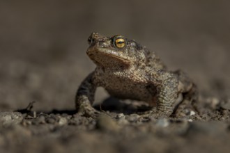 Eine weibliche Erdkröte (Bufo bufo) nutzt den ersten warmen Tag Anfang März, um zum Laichgewässer