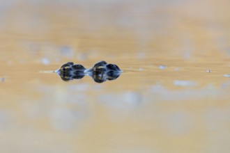 Laichzeit, Erdkröte (Bufo bufo) Paar treibt bewegungslos im Abendlicht auf der Wasseroberfläche,
