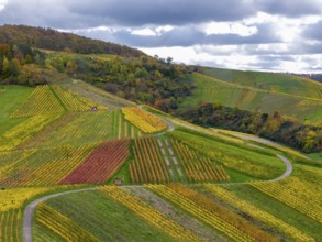 Multicolored vineyards with winding paths on wooded hills under a dramatically cloudy sky, autumn,
