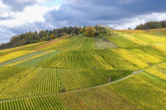 Colourful autumn landscape with geometrically arranged vineyards and trees under a cloudy sky, near