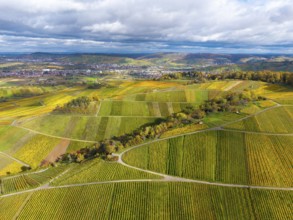 Colourfully striped vineyards in autumn stretch across from the city, near Strümpfelbach im