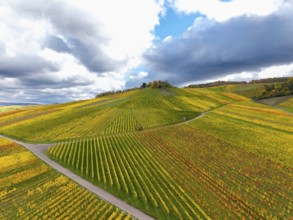 Golden and green vineyards under a dramatically cloudy sky in autumn, near Strümpfelbach im