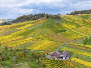 A wine press surrounded by symmetrically arranged vineyards in shades of yellow and green under