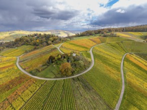 Colourful, curvy vineyards stretch across a range of hills under dramatic clouds, autumn,