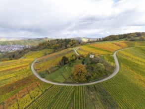 Autumn vineyards with colorful leaves and winding paths under cloudy sky, autumn,