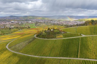 View of green and yellow vineyards under a dramatic sky with rainbow in the distance, autumn,