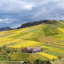 A winepress nestled in bright yellow and green vineyards with dramatic skies, autumn, near