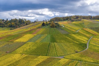 Detailed landscape view of vineyards with autumnal yellow and green shades under clouds, near