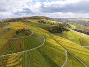 Wavy vineyards in autumn colors stretch across green hills, autumn, Schützenhüttle-Donkey, near