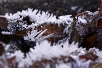 Hoarfrost in nature, winter, Germany