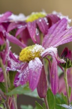Hoarfrost in nature, winter, Germany