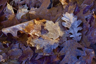 Hoarfrost in nature, leaves, winter, Germany