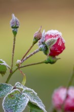 Hoarfrost in nature, buds, winter, Germany
