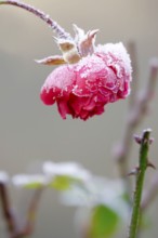 Hoarfrost in nature, rose blossom, winter, Germany